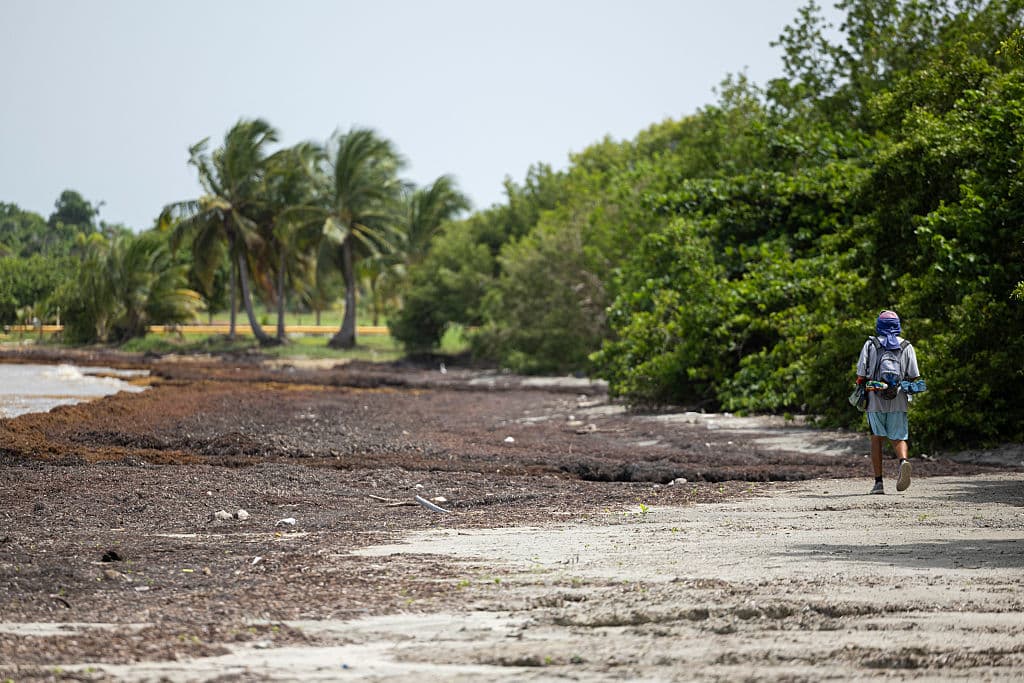 <b>Riesgos para la salud pública: </b>Aunque el sargazo no es tóxico por sí mismo, puede contener organismos como larvas de medusa que irritan la piel, y el gas que emite puede causar molestias respiratorias, especialmente en personas con asma.
<br>