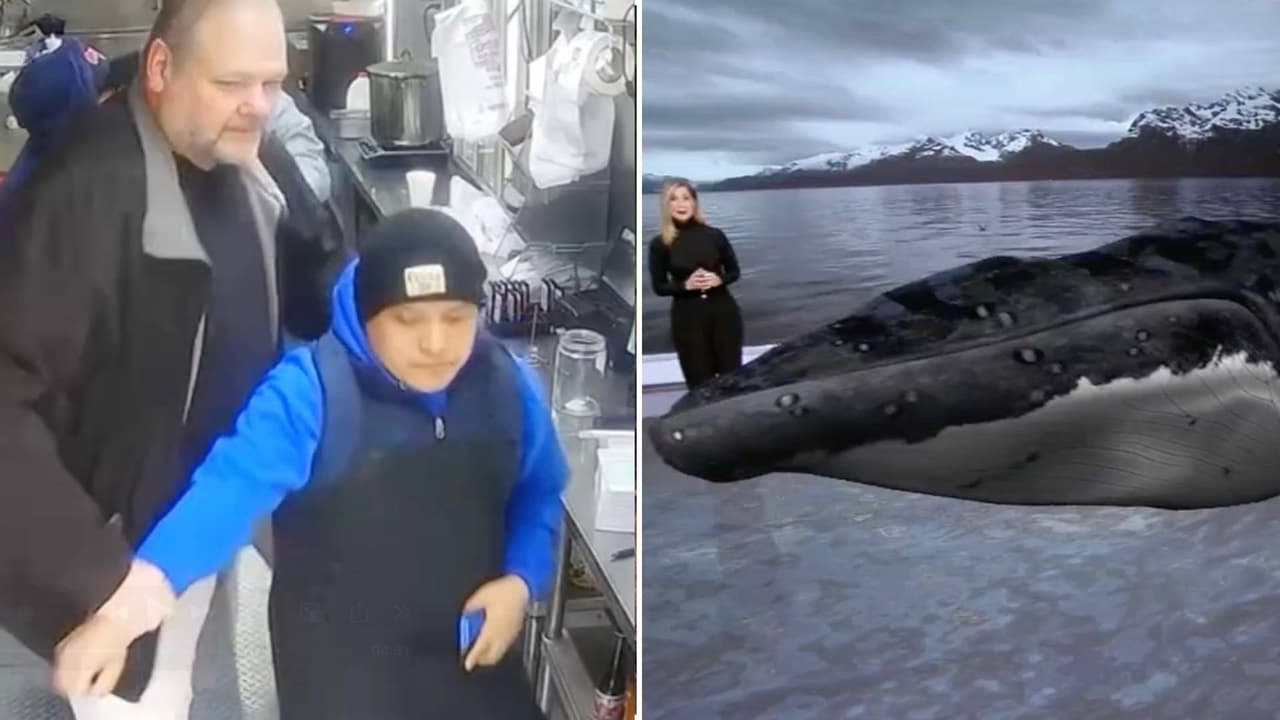 La semana en video: la redada en un "food truck" y la ballena que se tragó a un joven y luego lo escupió