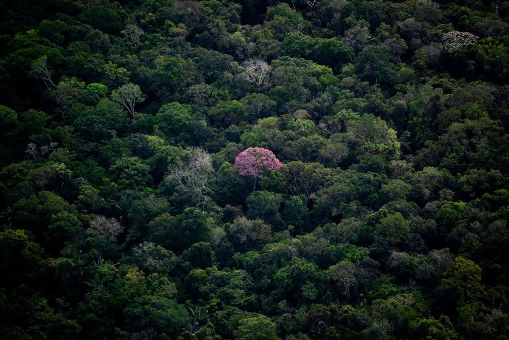 Un avión pequeño se estrella en la selva de Brasil: mueren las 14 personas que iban a bordo