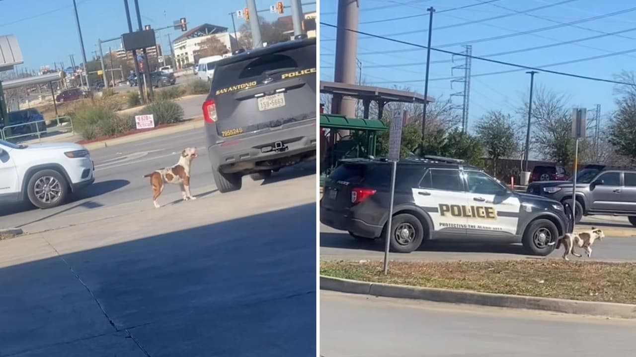 Perro queda abandonado tras el arresto de su dueño en San Antonio; lo captan corriendo tras patrulla
