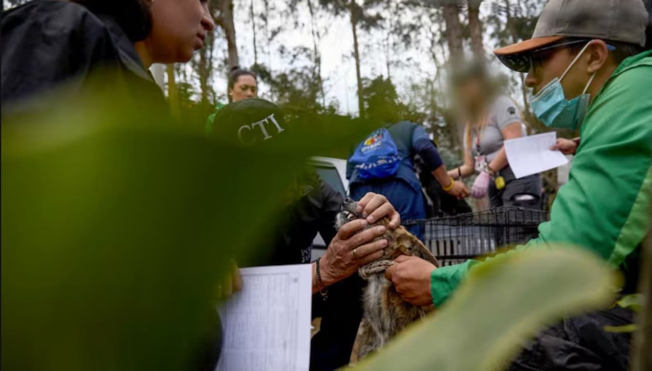 Fiscalía de Colombia desarticula "convención internacional de pelea de perros"