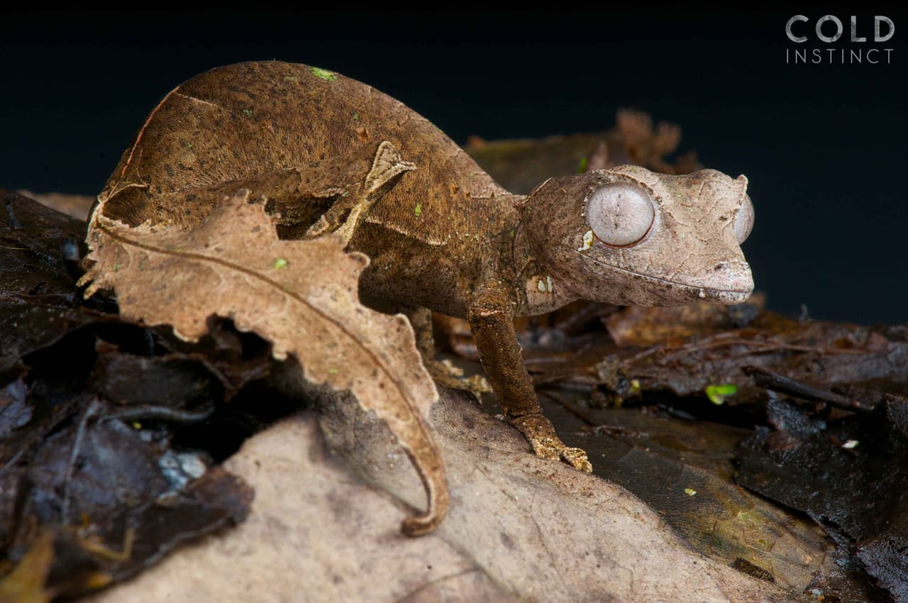 <i>Uroplatus phantasticus</i> o ‘lagartija cola de hoja satánica’, originaria de Madagascar.