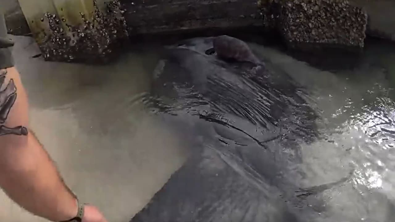 Mola mola varado en playas de Florida: así fue el rescate del pez más pesado del mundo