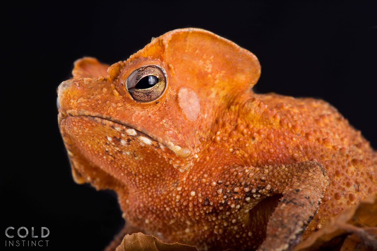 Un
<i>Rhinella Lescurei,</i> o ‘sapo escudo de hoja’ de Guyana. Originario de Surinam y se puede encontrar en el norte de Brasil.