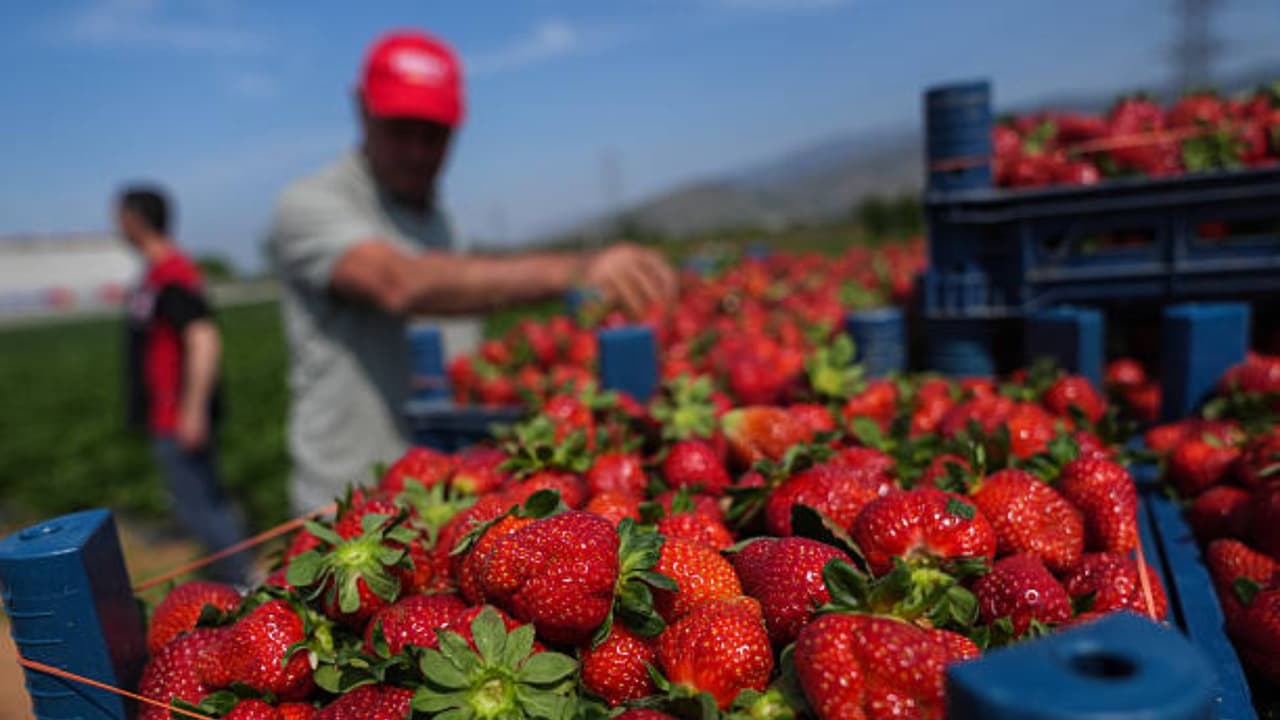 Fresas más caras en San Valentín por pérdidas agrícolas en Florida