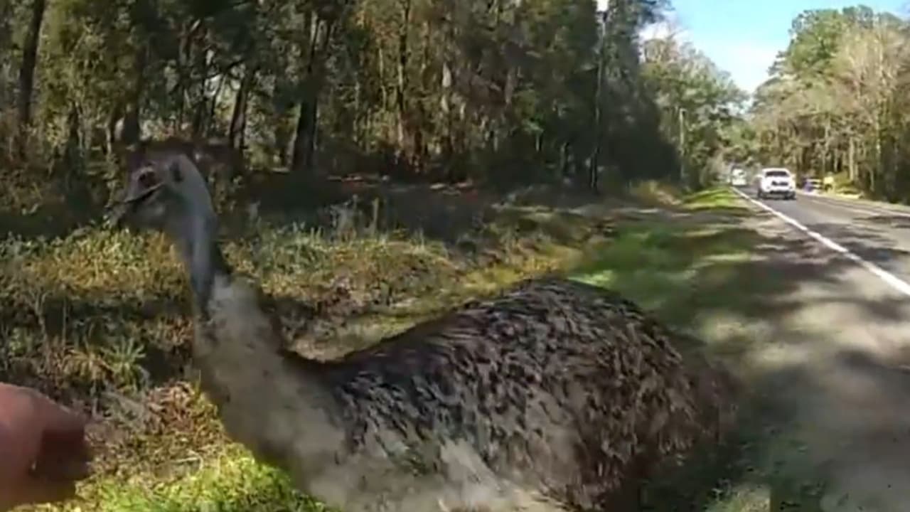 Un agente de Florida captura a un emú fugitivo y lo devuelve sano a su hogar