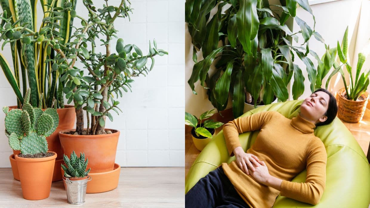 5 plantas que absorberán la mala energía, ahuyentarán la envidia y los celos en tu hogar