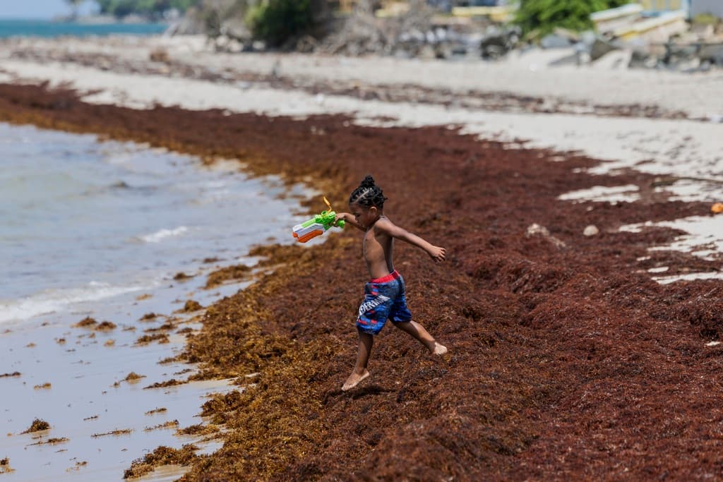 Evento histórico de sargazo en Puerto Rico: ¿qué impacto tendrá en las playas este año?