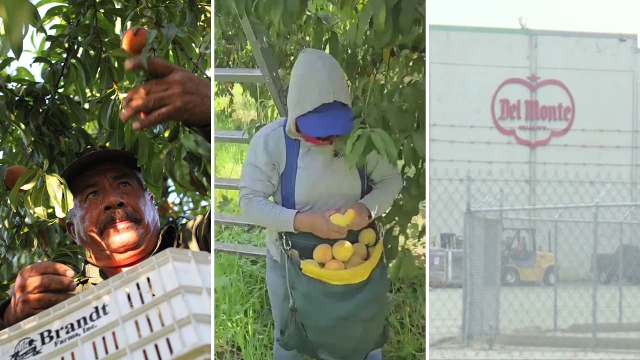 Piden ayuda de 9 millones de dólares para campesinos sin trabajo y productores de frutos tras el cierre de Del Monte
