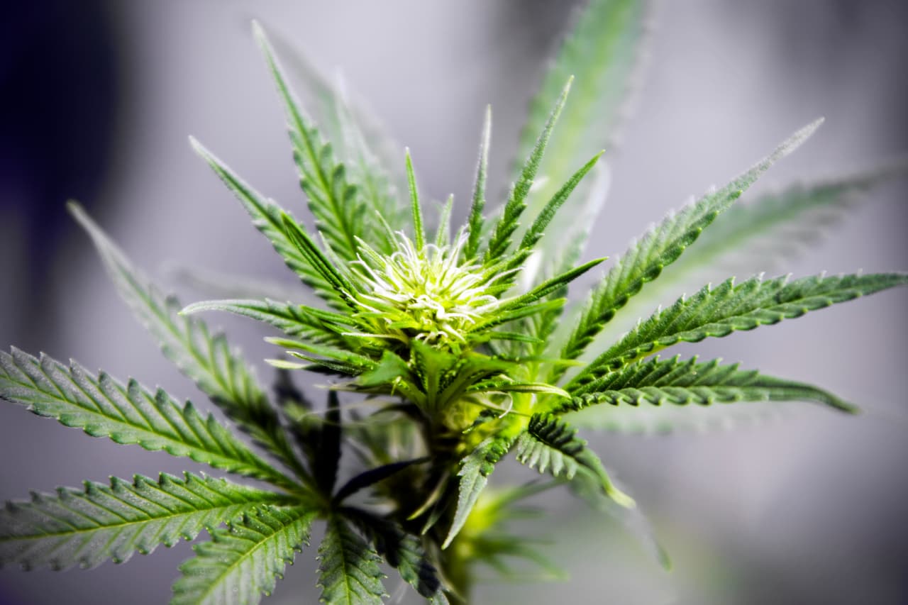 También es una angiosperma (que produce flores) de hojas compuestas. Eso significa que en la naturaleza se poliniza a través del viento.