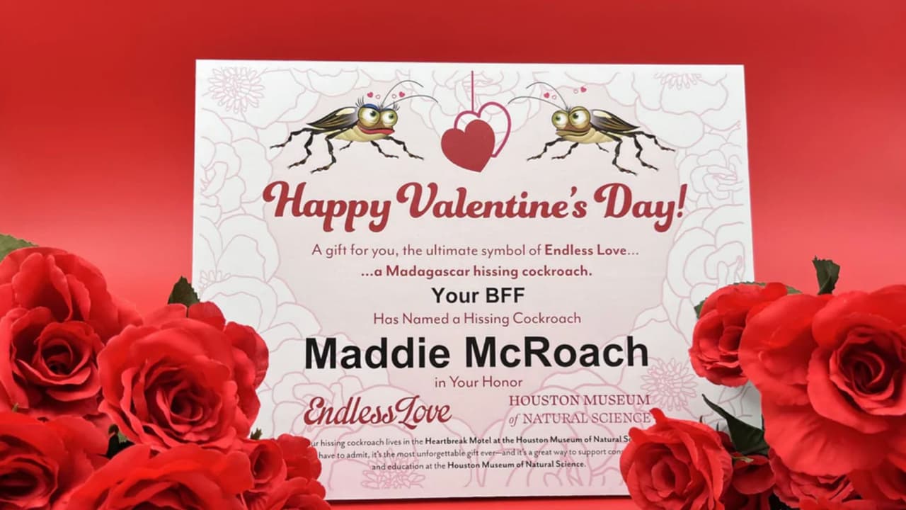 Nombra a una cucaracha como tu ex; así celebra San Valentín el Museo de Ciencias Naturales de Houston
