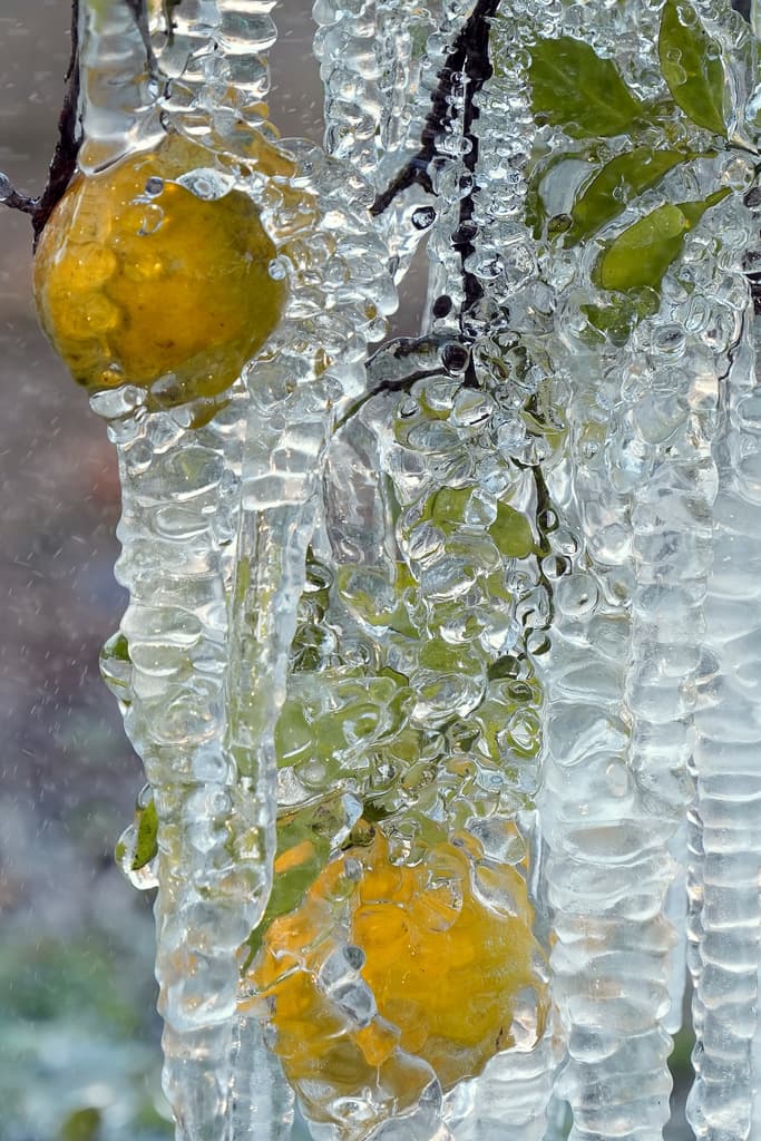 En Estados Unidos, el estado de Florida es el mayor productor de naranjas para jugo. Evidentemente, habrá menos este 2026.