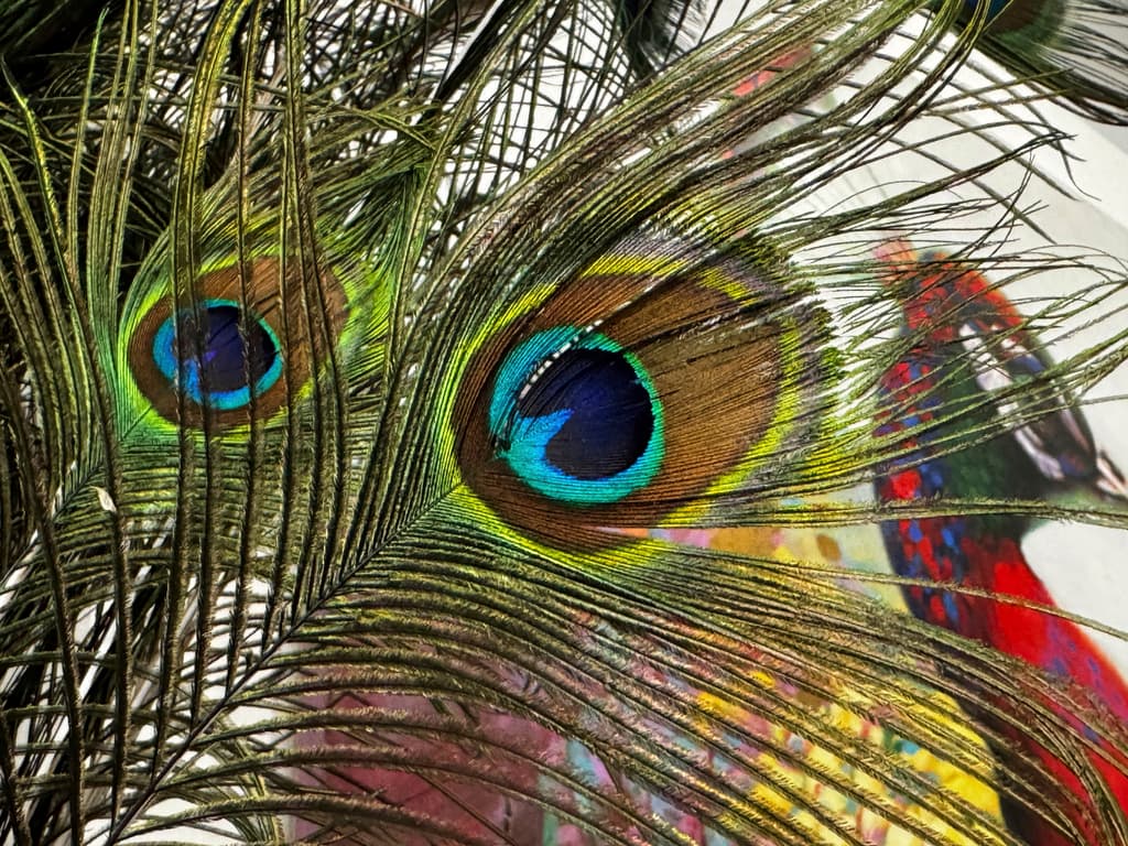 El gerente general del hotel Ryde contó que hace 14 años compró cinco pavos reales. Estos se reprodujeron "hasta el punto de que se convirtieron en un emblema del hotel", comentó David Nielsen a AP.