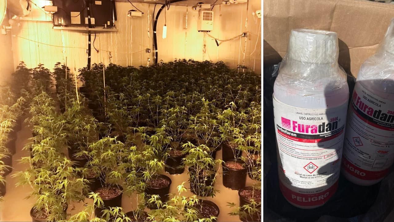 Incautan 1,600 plantas de marihuana que estaban ocultas en una casa en Turlock