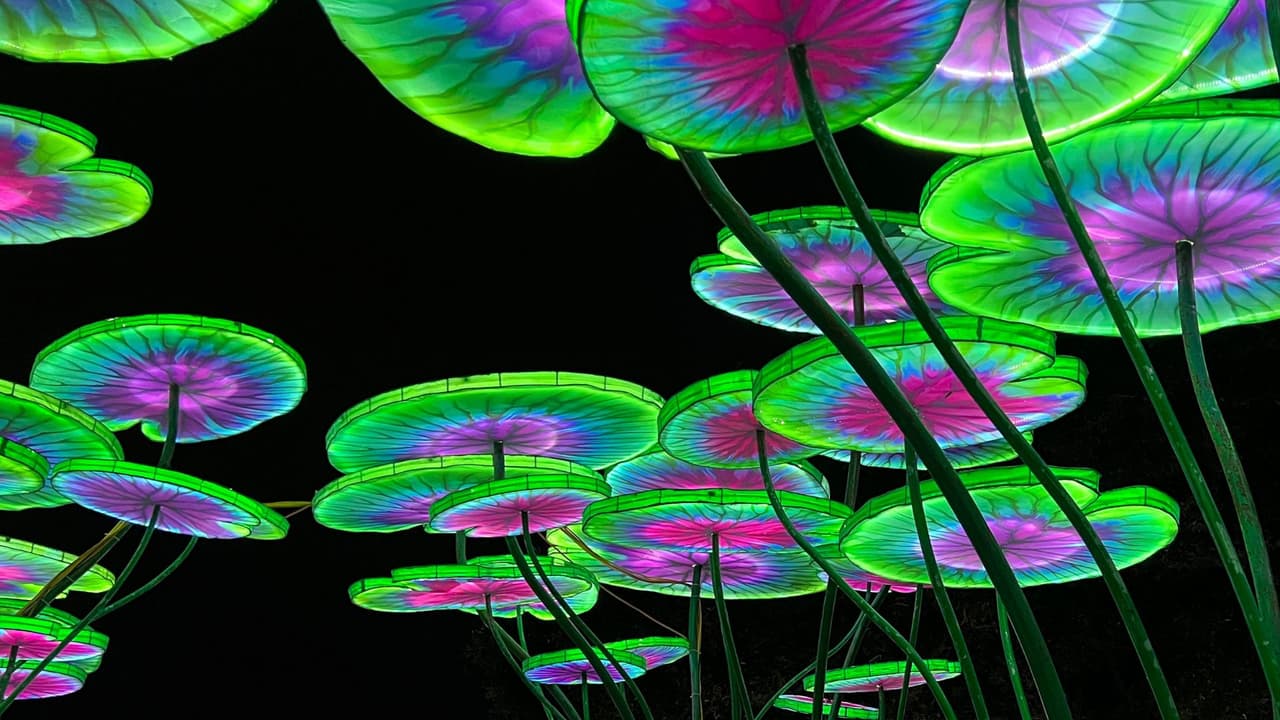 Despedida de 2024: Año Nuevo en el Zoológico de Florida Central con el Festival de Linternas