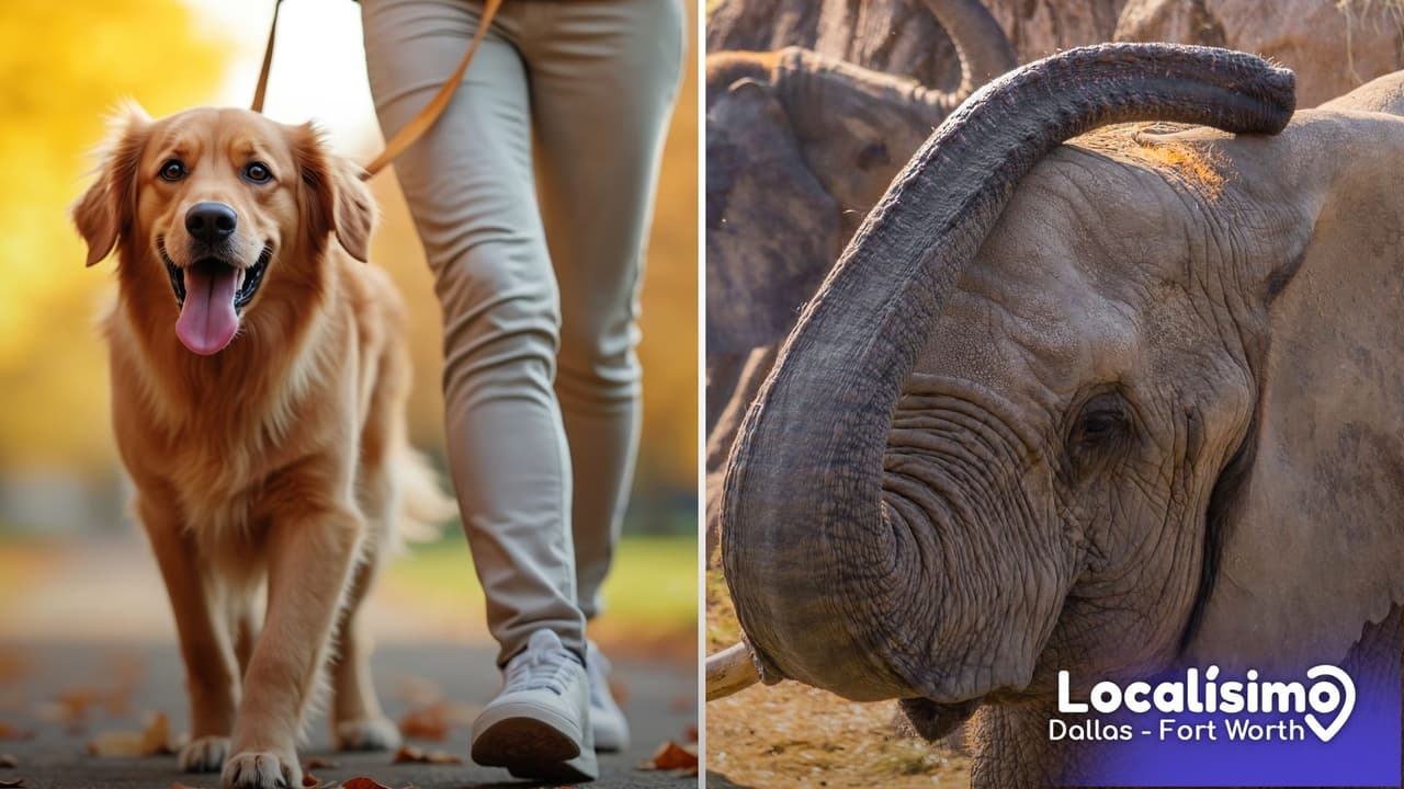 Dog Days en el Dallas Zoo: guía completa para visitar el zoológico con tu perro