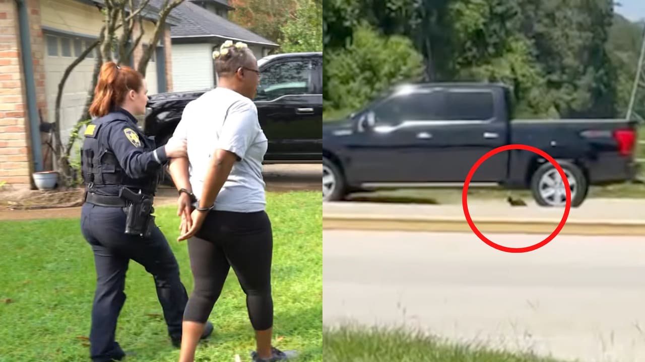 Arrestan a conductora acusada de abandonar a gatito en carretera de Houston y atropellarlo