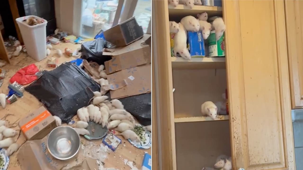 Rescatan cientos de ratas domésticas viviendo en condiciones deplorables de casa en Long Island