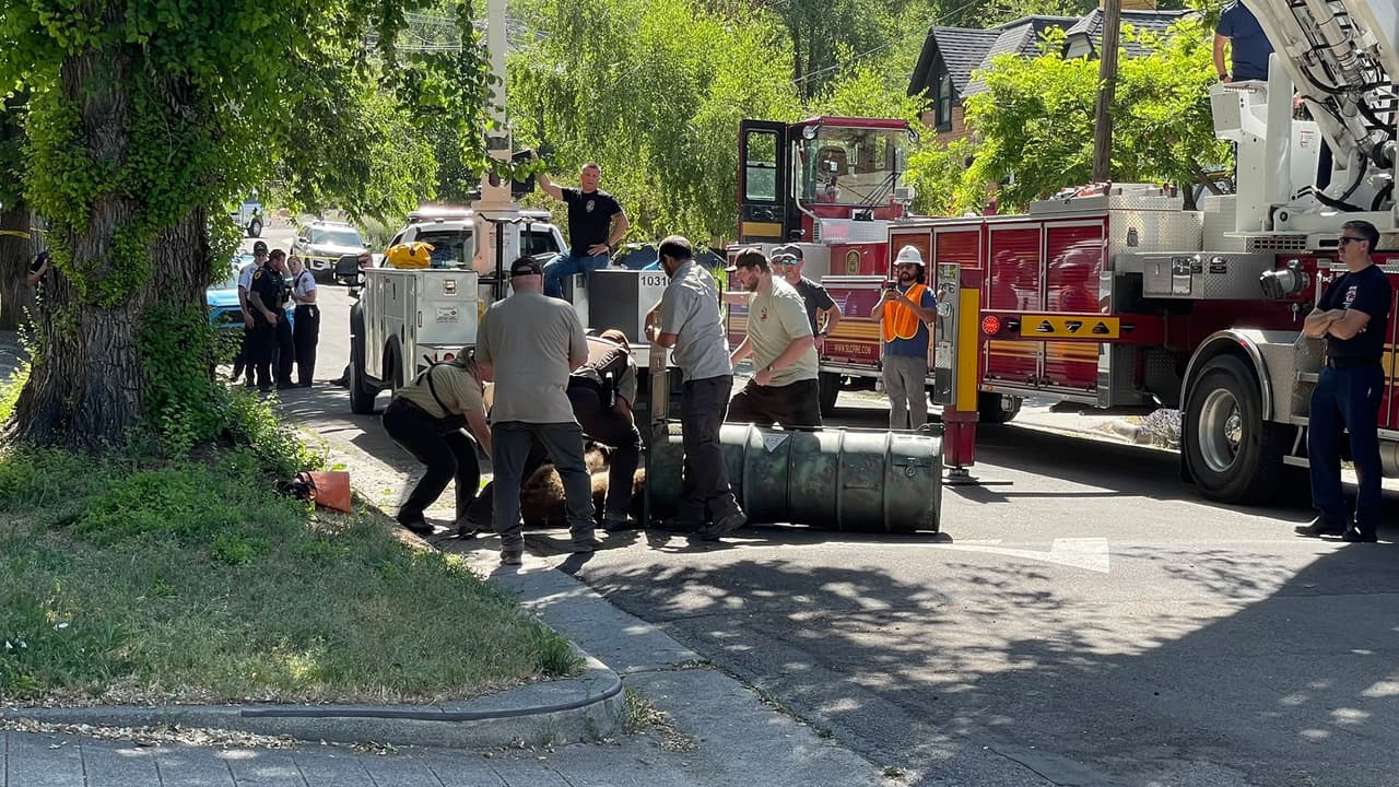 Se requirió el apoyo de biólogos, quienes tuvieron que hacer uso de tranquilizantes para poder sedar al animal para poderlo bajar del árbol y trasladarlo a un lugar seguro para que pudiera ser revisado por veterinarios.