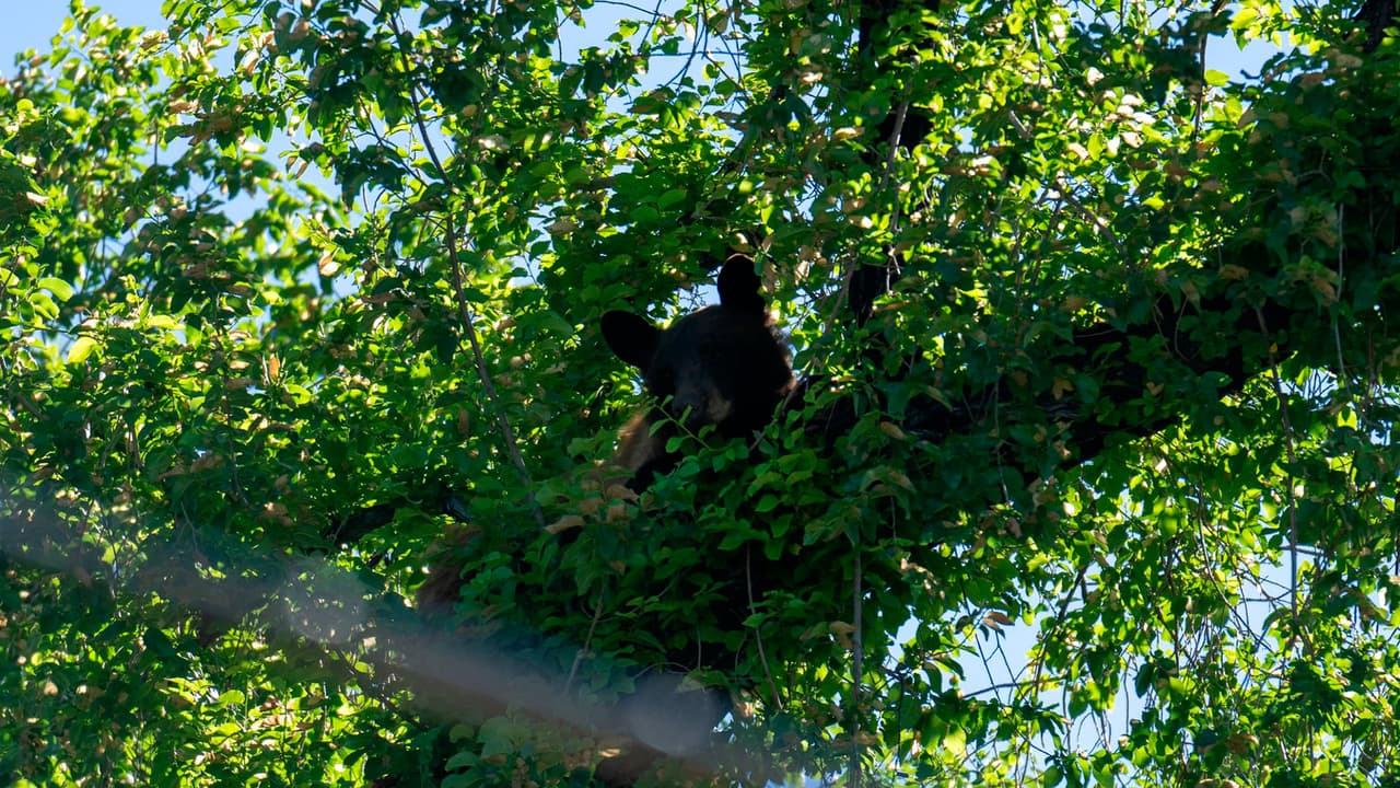 El oso se encontraban sobre un árbol en la avenida Reed Avenue, en el vecindario de Capitol Hill, por lo que tuvo que ser cerrada entre 300 West y Wall Street mientras autoridades trataban de capturar para removerlo.
