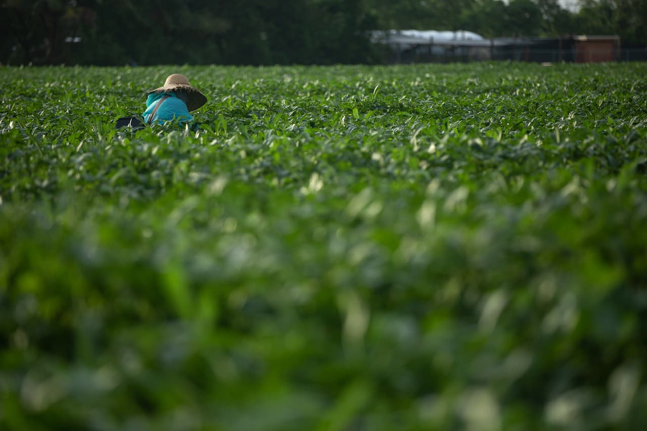 <b>Una contingencia inédita -</b> La crisis llevará a que los agricultores de Florida pierdan unos $522 millones de dólares este año, estima el gobierno estatal. Para algunos agricultores como Pedro Sifuentes la meta es sobrevivir a la crisis lo mejor que se pueda hasta que haya una vacuna o un tratamiento contra la enfermedad.
<br>
