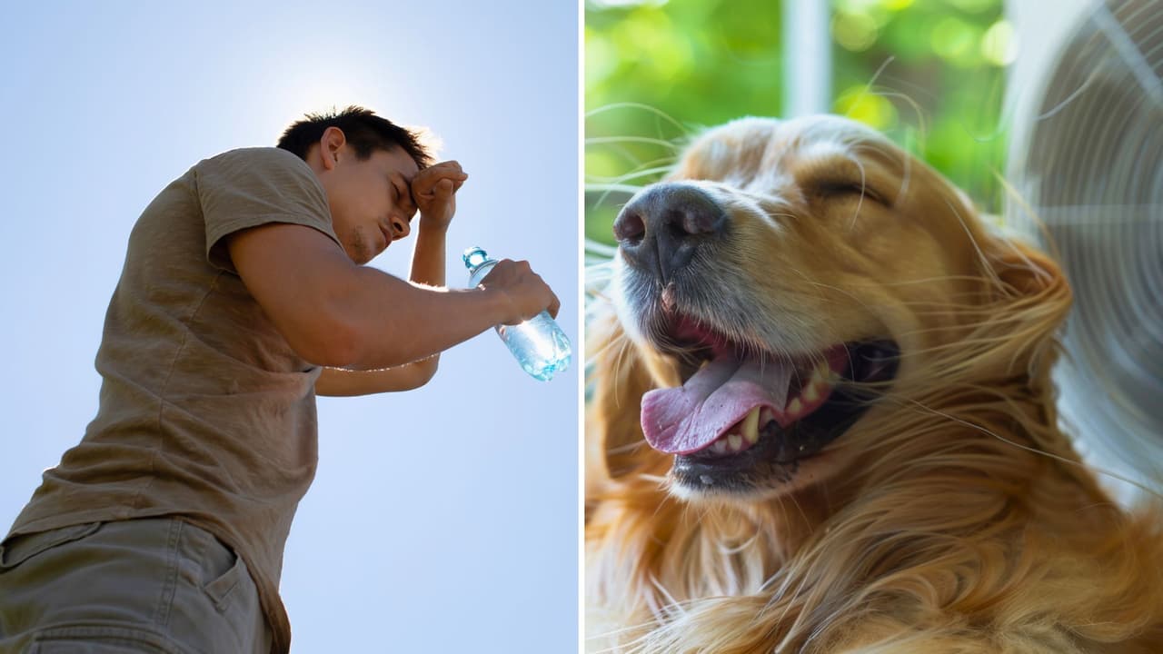 Golpes de calor en Texas: guía práctica para proteger a tu familia y mascotas