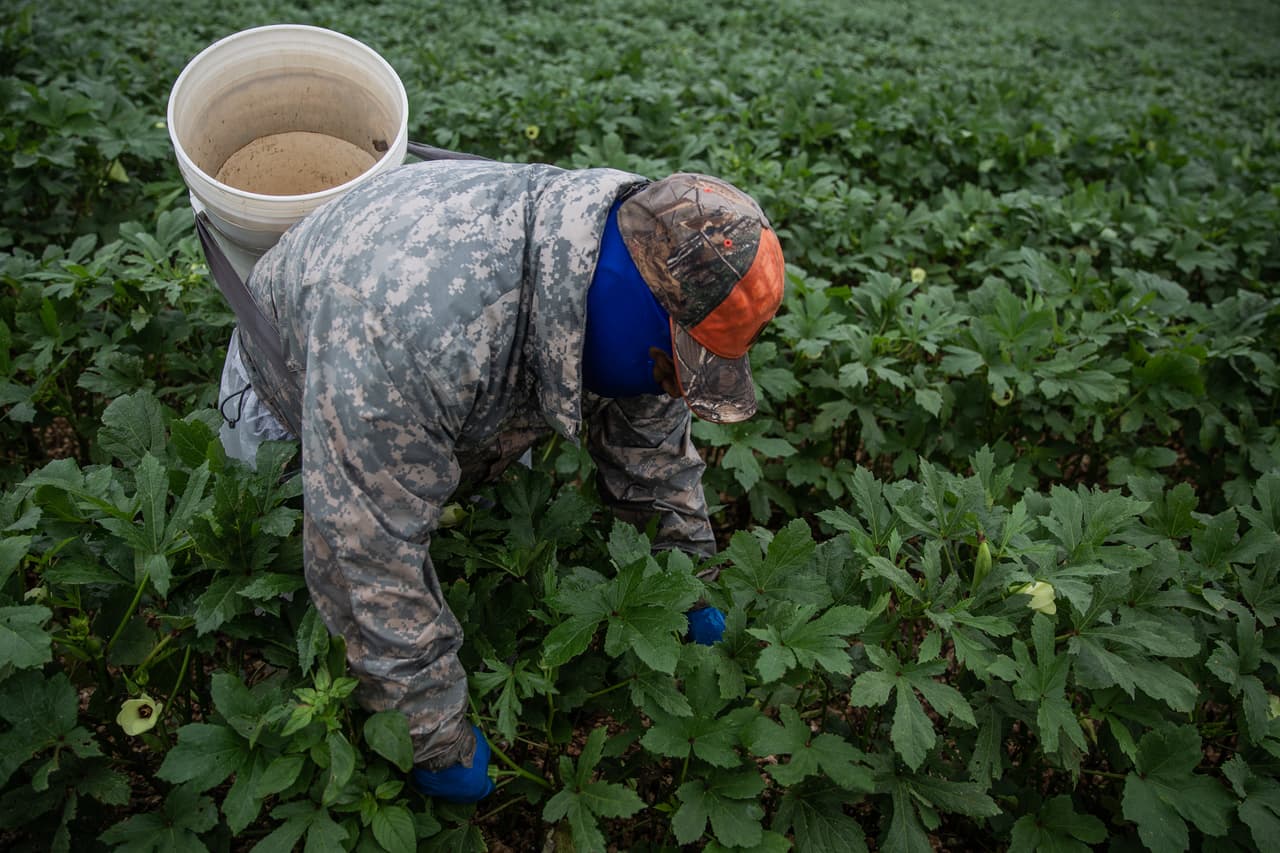 <b>En busca de ocras para cosechar -</b> Un trabajador separa las hojas en busca de la ocra. Luego la va acumulando en la cubeta que lleva sobre su espalda.