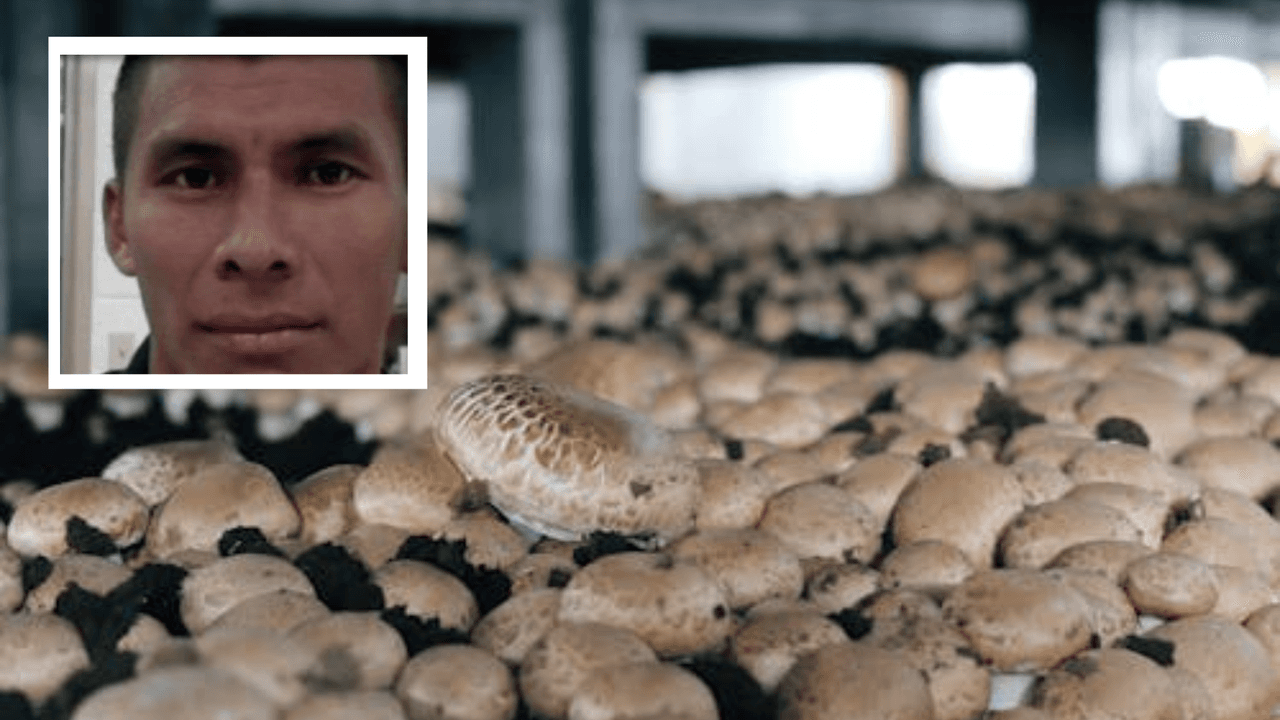 Rescatan a adolescentes hispanas víctimas de trata en granja de hongos en Pensilvania