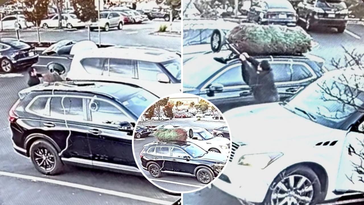 ¿El Grinch de la Bahía?: roban árbol de Navidad a familia y todo queda captado en video