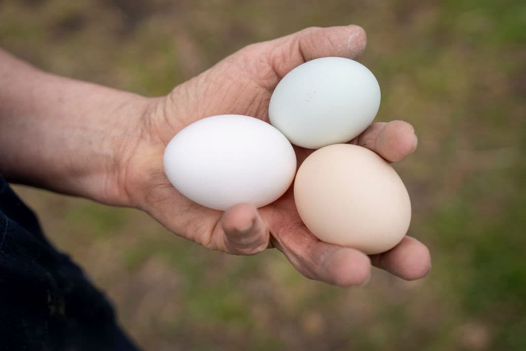 <b>En 2022</b>, el precio promedio de una docena de
<b>huevos en Estados Unidos</b>,
<b>no superaba los 3 dólares</b>. Hoy, se reportan "ofertas" de solo tres huevos por la misma cantidad de dinero y
<b><a href="https://www.univision.com/noticias/estados-unidos/precio-huevos-en-eeuu-podria-aumentar-41-este-ano-departamento-de-agricultura" target="_blank">el Departamento de Agricultura de Estados Unidos (USDA) anticipa que el costo seguirá aumentando durante este 2025</a></b>.