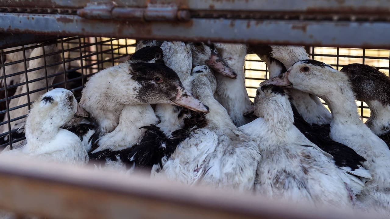 Se confirman los primeros casos de gripe aviar en humanos en Arizona