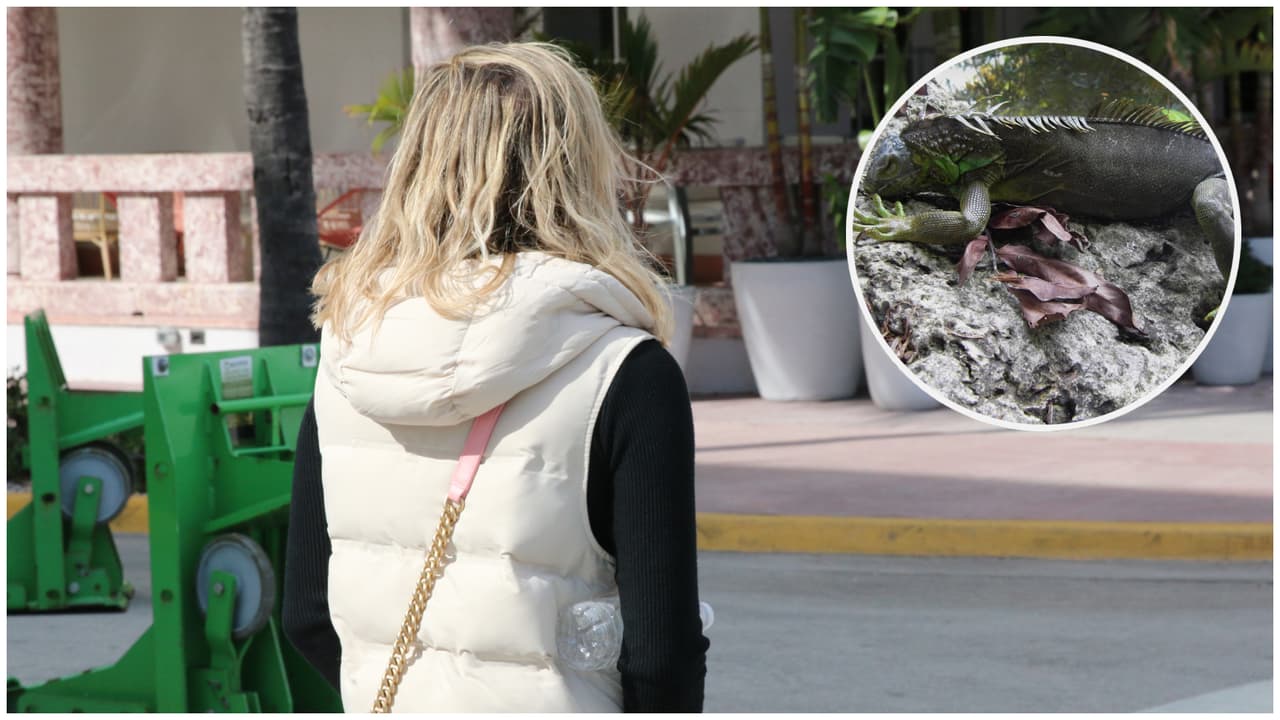 El frío seguirá bajando el termómetro en el sur de Florida, no te sorprendas si ves iguanas congeladas