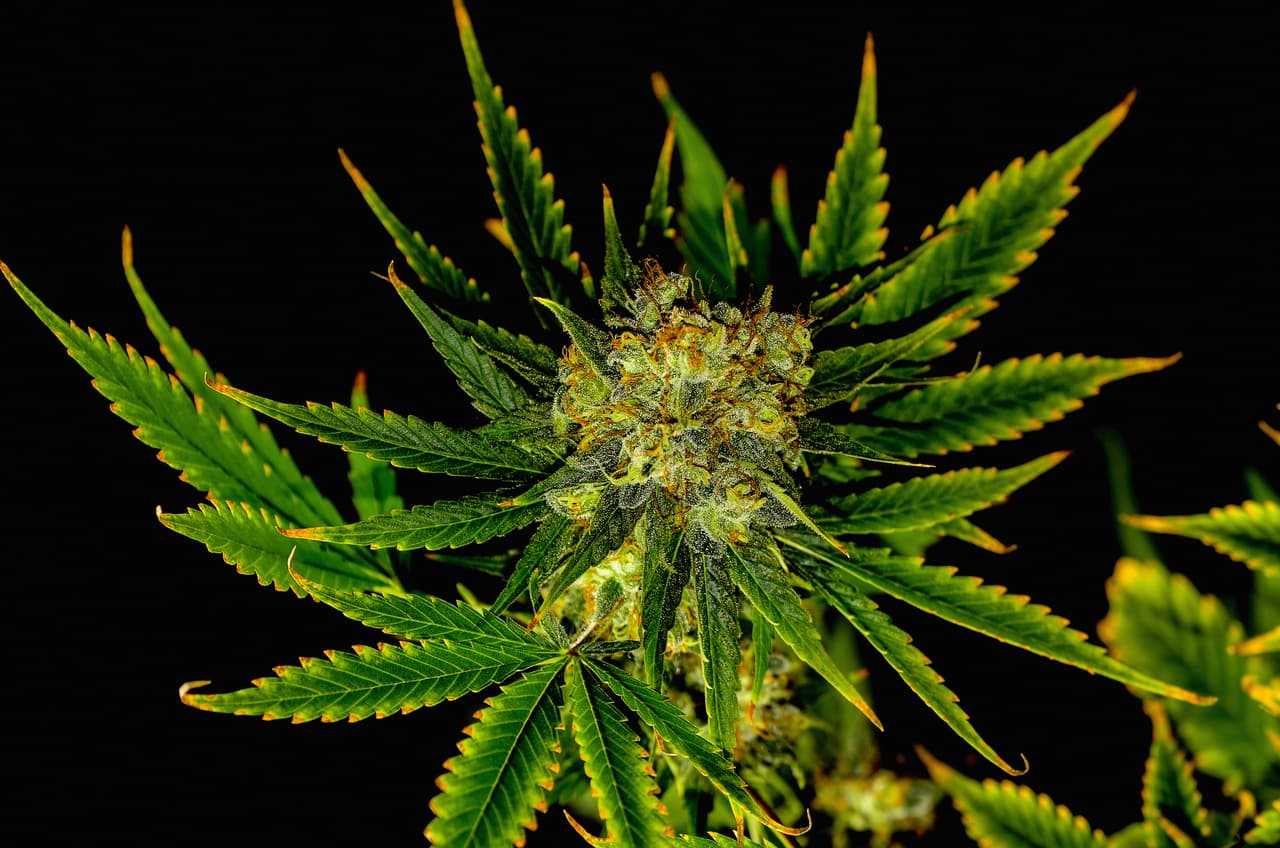 La planta es dioica (que significa ‘dos casas’ en latín): o sea que tiene plantas macho y plantas hembra. Estas se tienen que cruzar para reproducirse. Aunque existen excepciones de plantas que tienen ambas partes en la misma planta, generalmente se encuentran en plantas separadas.