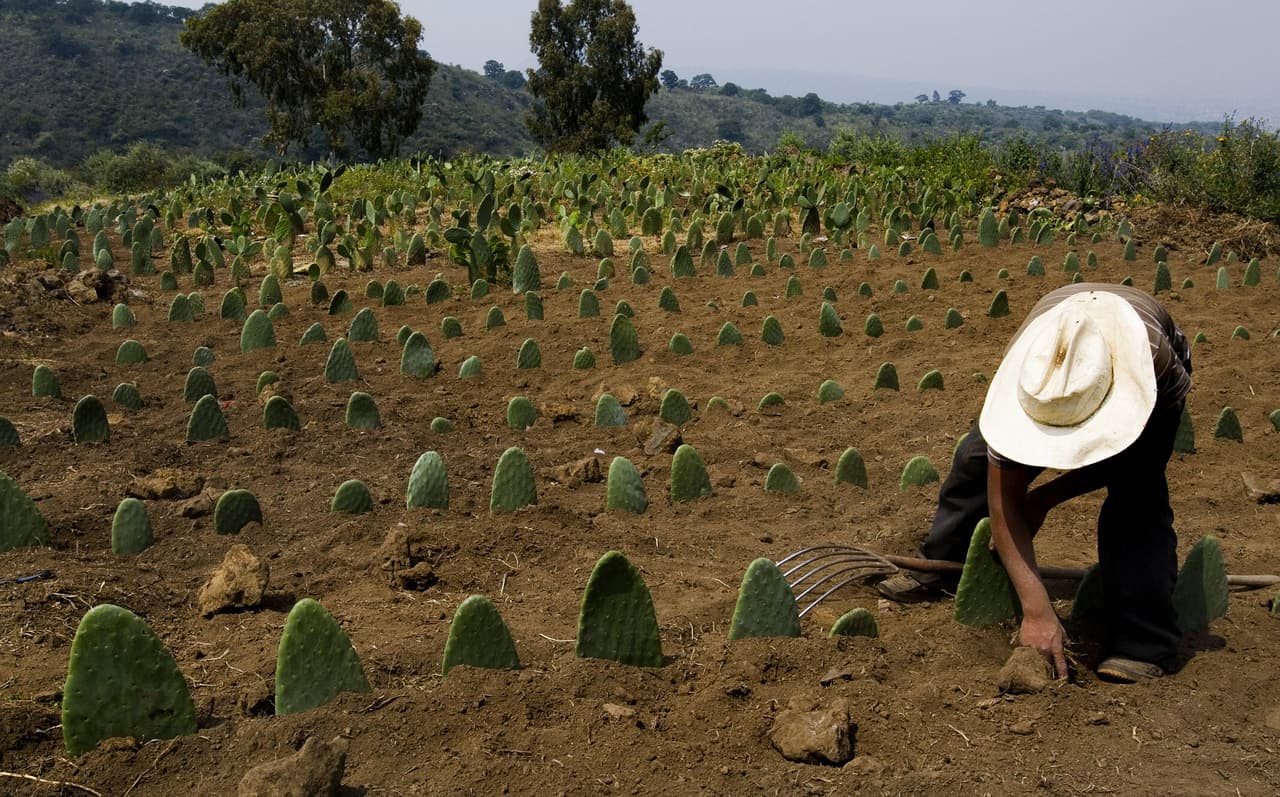 El
<a href="https://www.univision.com/noticias/nutricion/por-que-estos-cactus-pueden-ayudarte-con-el-sobrepeso">nopal</a> era la planta de la vida en algunos mitos aztecas y en la actualidad aquella idea no ha perdido vigencia: sus usos van desde gastronomía y nutrición hasta belleza y salud