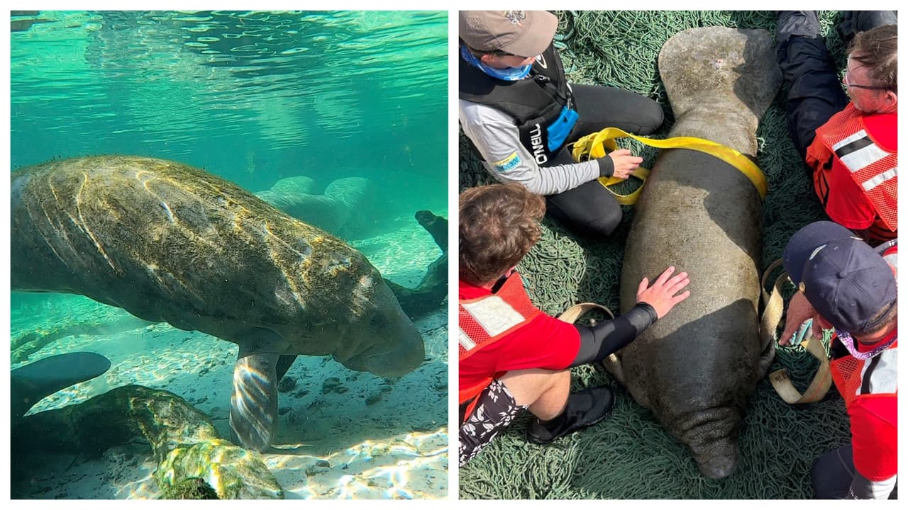 Rescatan a varios manatíes en Florida y los trasladan a centros de rehabilitación