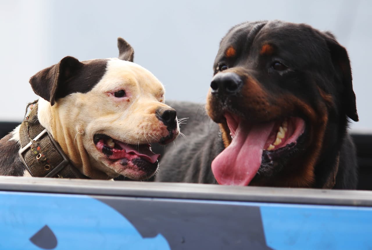 San Antonio ofrece vacunas y microchips gratis para tus mascotas; te decimos dónde