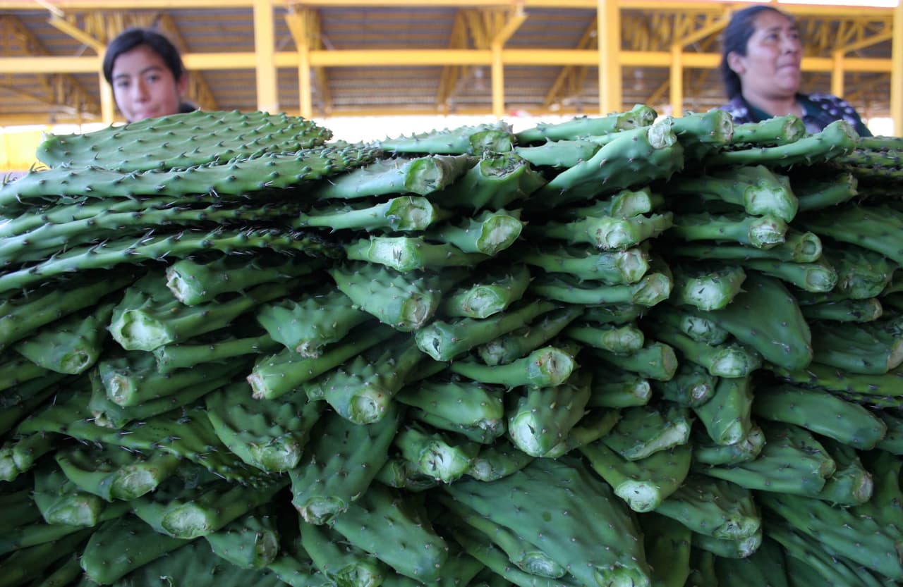 En las culturas prehispánicas ya se usaba para sanar heridas en la piel.
