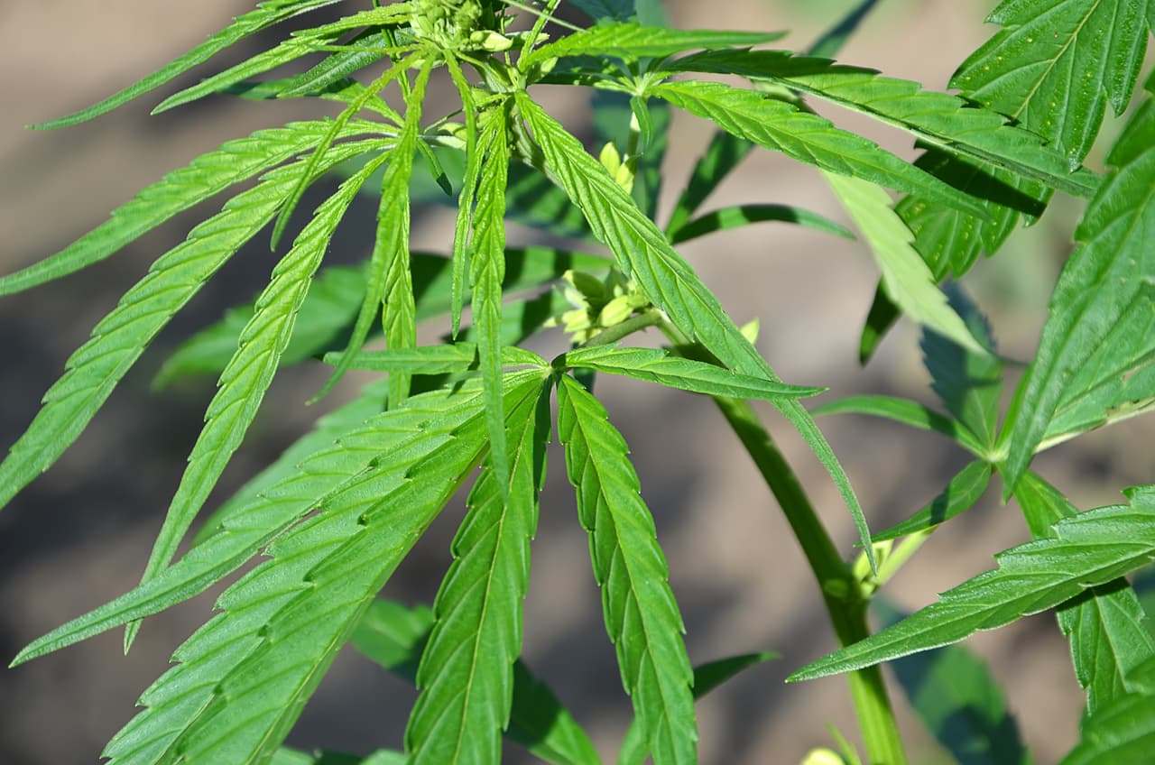 Es verdad que existen otras plantas con hojas similares a la marihuana. Sin embargo existe una forma muy sencilla que emplean los expertos para identificar si una planta es cannabis o no y tampoco requiere estudios genéticos ni equipos especializados.