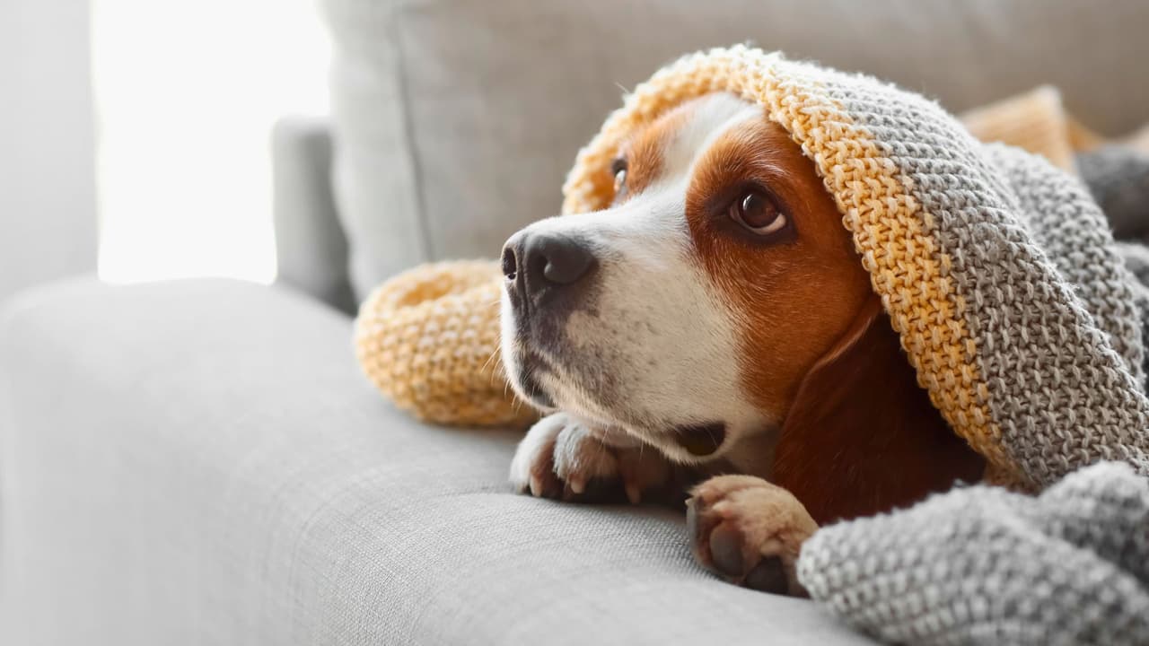 Con el invierno, las temperaturas heladas de Texas no solo afectan a las personas, sino también a nuestras mascotas 🐕🐈 Si bien muchos animales tienen un pelaje natural para resistir el frío, otros necesitan cuidados especiales cuando los termómetros bajan.
<i>¿Cómo saber si tu mascota está pasando frío y qué hacer al respecto?</i> Aquí te ofrecemos una
<b>guía con consejos prácticos para mantener a tu amigo peludo seguro y cómodo durante los días más fríos</b>.