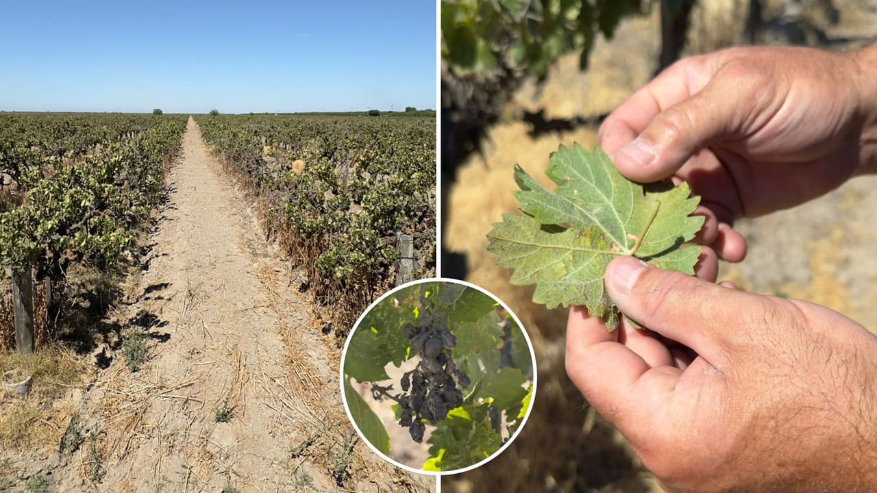 Campos del Valle Central de California están siendo abandonados por agricultores: Estas podrían ser las razones