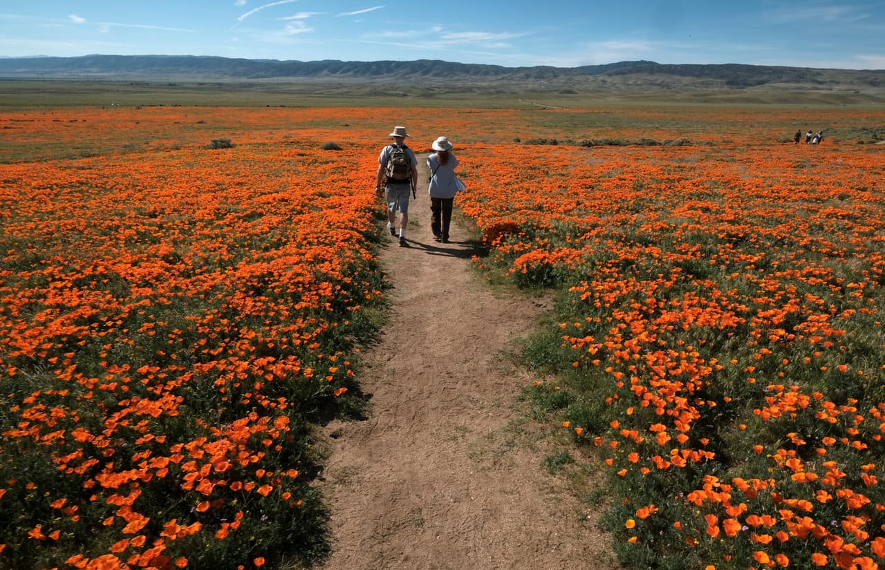<b><a href="https://www.parks.ca.gov/?page_id=627" target="_blank">Antelope Valley California Poppy Reserve </a></b>
<br>Es una reserva protegida por el estado de California. En sus terrenos crecen diversos tipos de las amapolas de California, la flor del estado.
<br>
<br>La reserva está ubicada en el lado oeste rural de Antelope Valley en el norte del Condado de Los Ángeles, a 15 millas al oeste de Lancaster.
<br>
<b>Dirección:</b>
<br>Antelope Valley California Poppy Reserve
<br>15101 Lancaster Rd, Lancaster, CA 93536
<br>Teléfono:(661) 724-1180
<br>