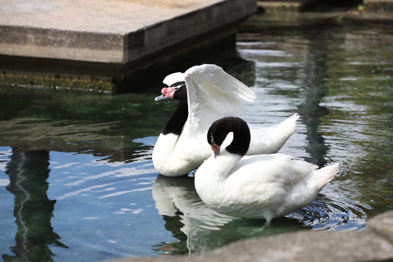 Lake Eola Park da la bienvenida a seis nuevos cisnes tras el incidente con una nutria