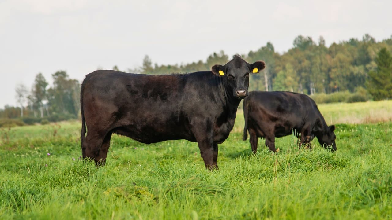 <h3 class="cms-H3-H3">Exportaciones de Texas a China</h3>
<br>
<b>Carne de res y productos agrícolas: </b>Texas exporta una gran cantidad de carne de res a China, que es uno de los mayores mercados para estos productos. Aunque las tarifas impuestas a China afectan principalmente las importaciones, las medidas de represalia pueden hacer que
<b>las exportaciones de carne se vean reducidas, afectando a la industria ganadera texana.</b>