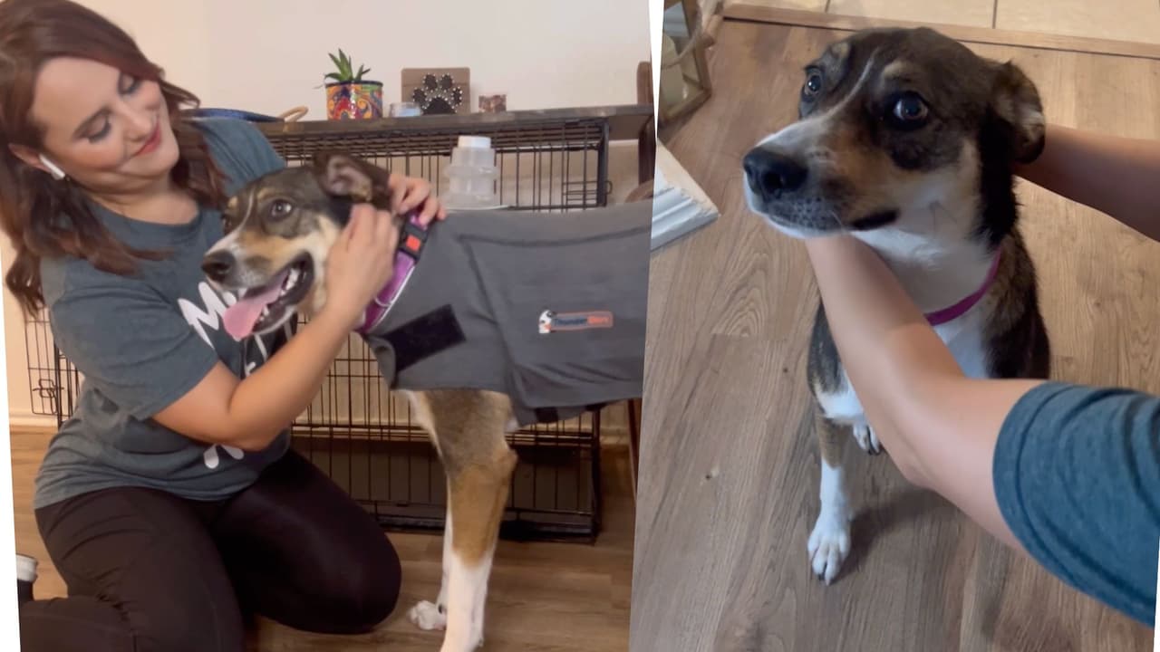 ¿Cómo proteger a las mascotas de los fuegos artificiales durante las fiestas de Año Nuevo? Aquí unos consejos