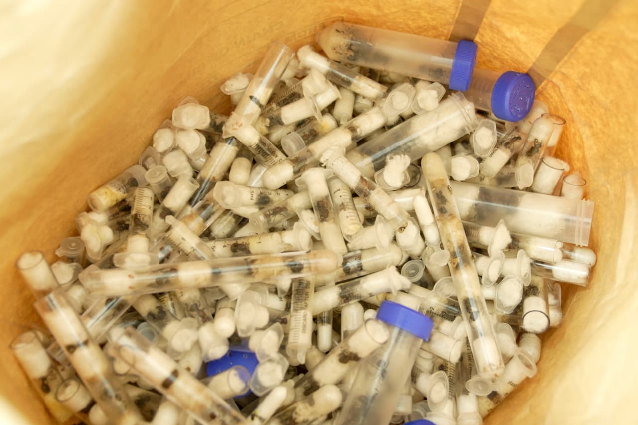 Arrestan en Kenia a chino que llevaba más de 2,000 hormigas reina ocultas en maletas