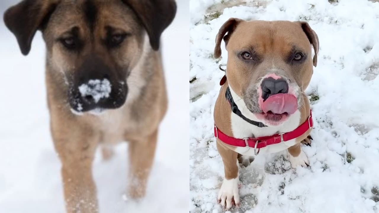 Frente ártico pone en peligro a perros y gatos en Texas: consejos para mantenerlos a salvo en la tormenta