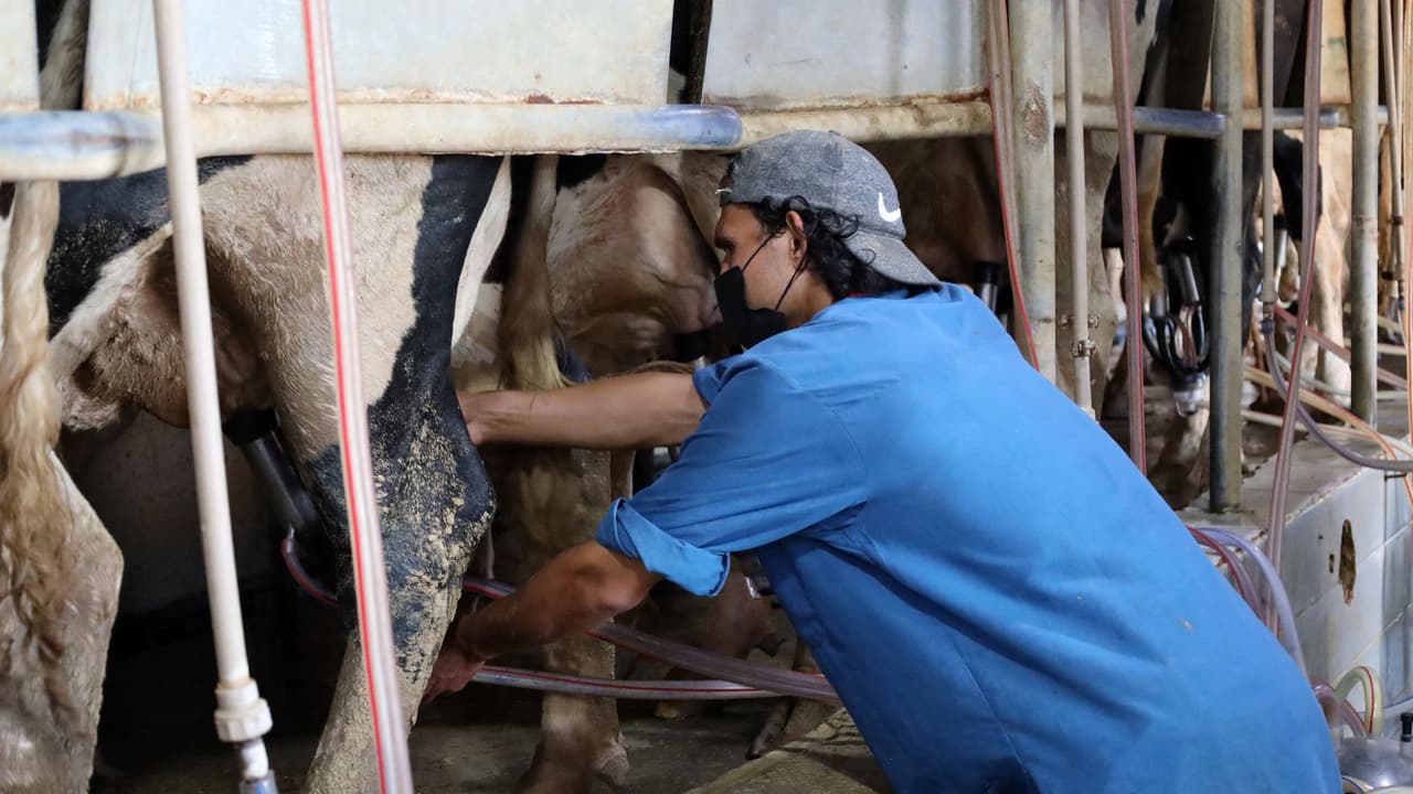 Reportan el primer caso de gripe aviar en humanos en Fresno: ¿quiénes podrían estar en riesgo de contagiarse?