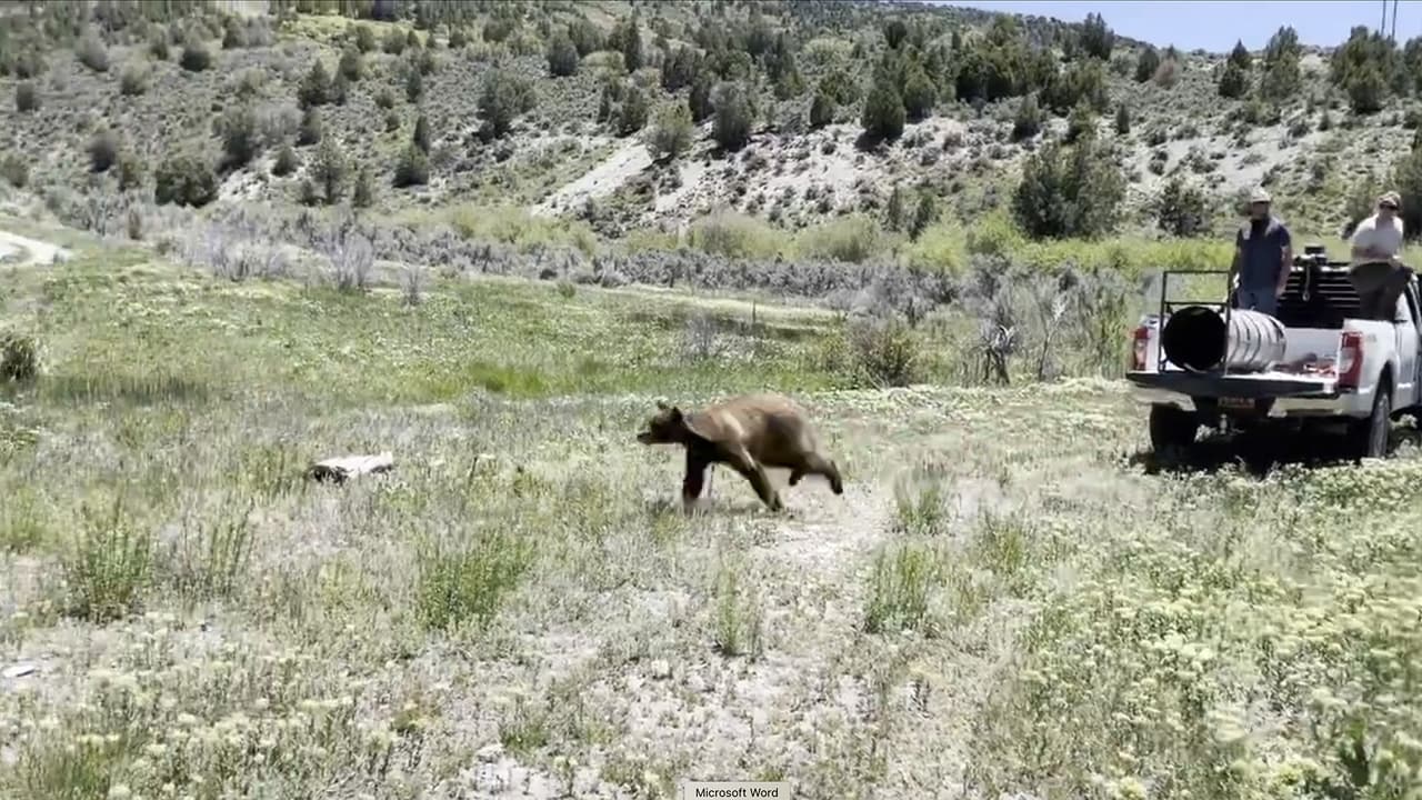 Finalmente el oso fue capturado y con la ayuda de una trampa pudieron removerlo de la zona. Biólogos de vida silvestre determinaron que se encontraba en buenas condicione y fue liberado en su hábitat.