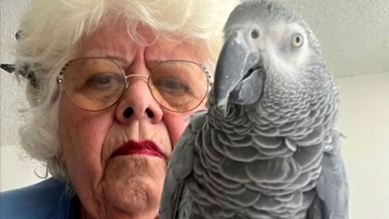 Una mujer quedó varada en Puerto Rico a causa de un loro: esta es la razón