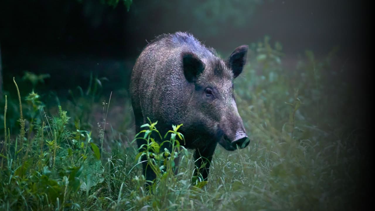 Cerdos salvajes recorren vecindarios del norte de Texas: qué hacer si llegan a tu hogar